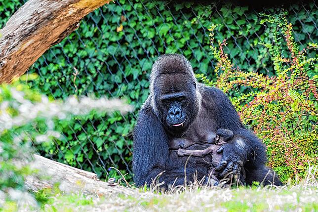 Am 1. September 2019 war iim Zoo Basel ein Gorilla zur Welt gekommen. Das Junge ist das vierte Kind von Mutter Faddama (damals 36).