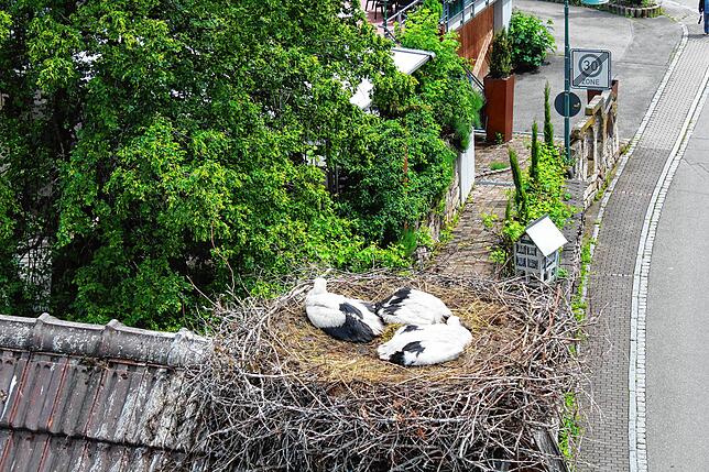 Nun stand die Beringung an. Dabei reagieren die Tiere immer gleich: Sobald sich der Korb der Feuerwehr-Drehleiter nähert, fliegt der ...