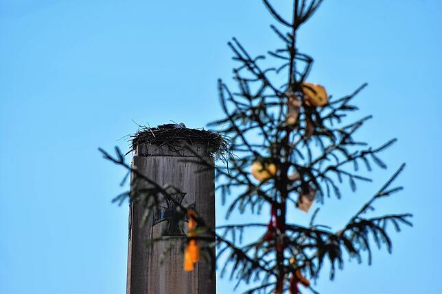 Bild 11: &bdquo;Ohhh, guck, d&lsquo; Storch isch da!&ldquo; Die Stockacher freuen sich, dass Hans wieder im Nest in der Oberstadt klappert