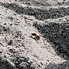 Eine Wildbiene auf dem Kinderspielplatz. Die Insekten schätzen den Sandboden für die Eiablage.