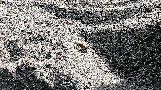 Eine Wildbiene auf dem Kinderspielplatz. Die Insekten schätzen den Sandboden für die Eiablage.