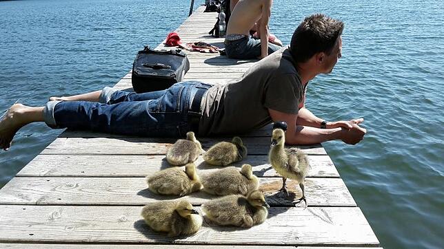Ausflug mit Gänsevater Quetting: hier zum Steg am Mindelsee bei Radolfzell.