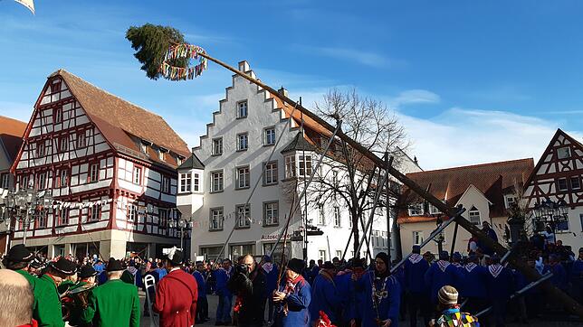 Pfullendorf hat wieder einen Narrenbaum.