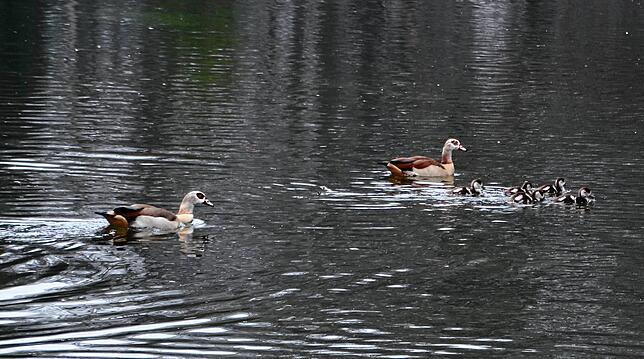 Nilgänse mit ihren Küken wirken auf den ersten Blick possierlich, doch für andere Vogelarten können sie etwa im Wettbewerb um die besten ...