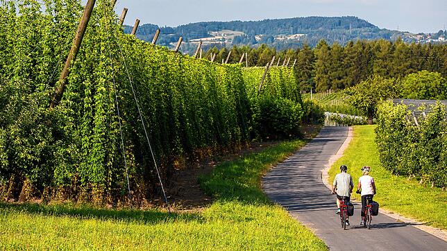 Eine beliebte Radtour durch das Hinterland des Bodensees: die Tettnanger Hopfenschlaufe.