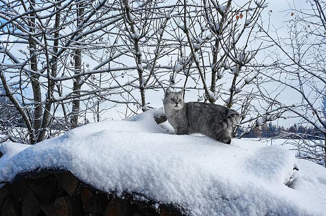 Auf Erkundungstour: Kater Titus verschafft sich im Weilheimer Ortsteil Aisperg einen Überblick über die winterlich veränderte Landschaft.