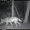 Eine Wildtierkamera der Forstlichen Versuchs- und Forschungsanstalt Baden-Württemberg (FVA) fotografiert am 11. August gegen 4.30 Uhr in ...