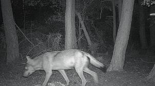 Eine Wildtierkamera der Forstlichen Versuchs- und Forschungsanstalt Baden-Württemberg (FVA) fotografiert am 11. August gegen 4.30 Uhr in ...