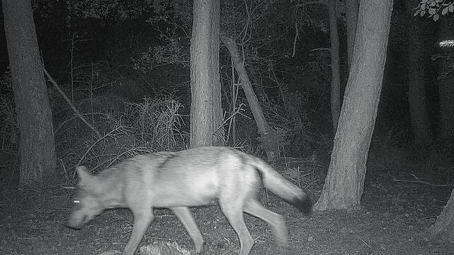 Eine Wildtierkamera der Forstlichen Versuchs- und Forschungsanstalt Baden-Württemberg (FVA) fotografiert am 11. August gegen 4.30 Uhr in ...
