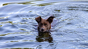 Ein Sprung ins Wasser ist für viele Hunde im Sommer eine willkommene Abkühlung. Wegen Blaualgen kann der Badespaß aber schnell ...