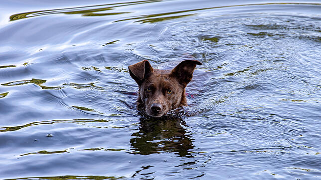 Ein Sprung ins Wasser ist für viele Hunde im Sommer eine willkommene Abkühlung. Wegen Blaualgen kann der Badespaß aber schnell ...
