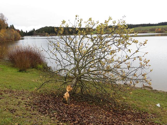 Schließlich beendete ein Biber die Farbenpracht und das Schicksal des Osterbaumes war besiegelt.