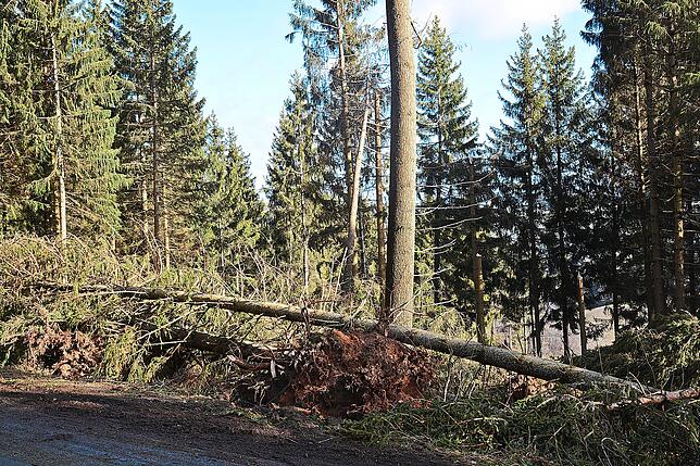 Das Sturmtief Sabine knickt in der Raumschaft zahlreiche Bäume, wie hier am Grubweg in Schonach, einfach um.