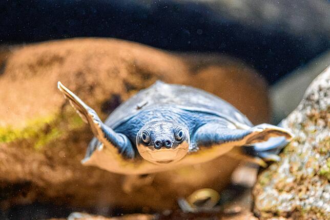 Bild 5: Schildkröte mit Schweinenase: Die Papua-Weichschildkröte ist der heimliche Star im Basler Zoo