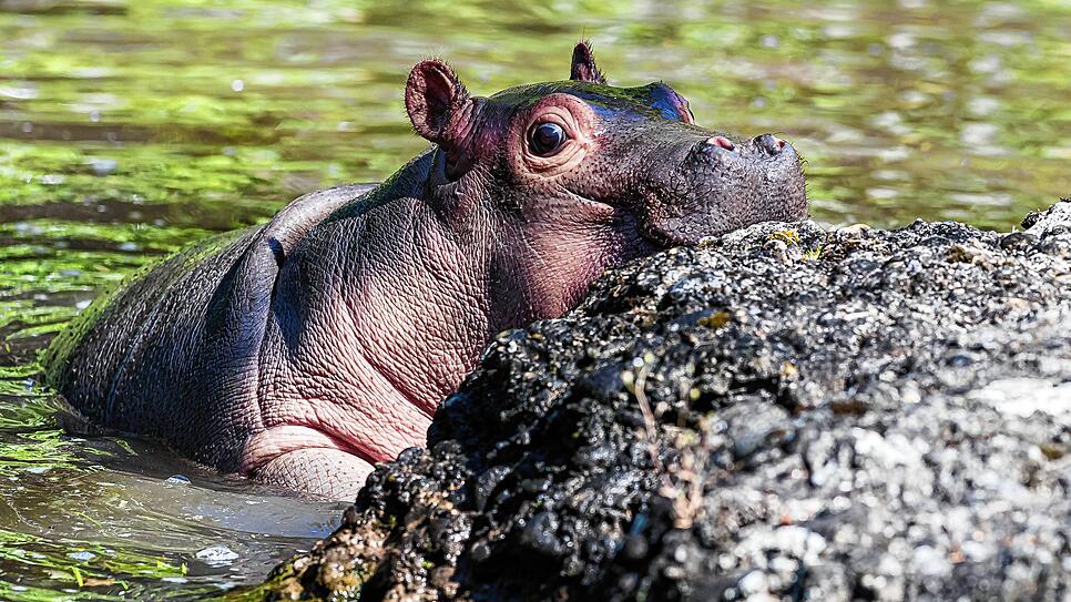 Nachwuchs im Zoo Basel: Das Flusspferdmädchen Serena kam am 3. Mai auf die Welt und erkundet nun mit Mama Helvetia das Außengelände.
