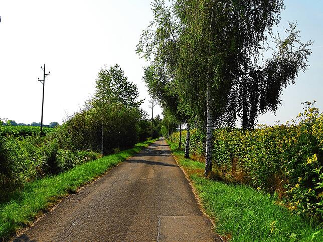 Bis vor einigen Jahren bildeten Pappeln die Allee, die jetzt von Birken gesäumt wird.