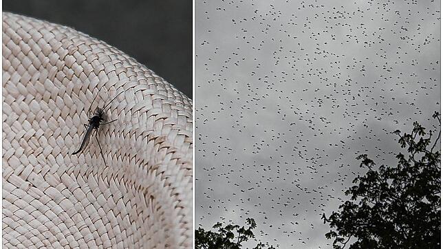 Am Seeufer befinden sich gerade tausende Zuckmücken, die in großen Schwärmen Spaziergänger auf die Nerven gehen. Doch sind die Insekten, ...