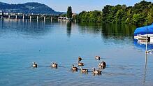 Die Nilgans-Population schießt auch bei Grenzach in die Höhe. Bild: Heinz Vollmar
