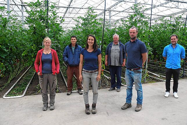 So sieht es im bestehenden Gewächshaus des Pestalozzi Kinder- und Jugenddorfs aus. Die Tomatenpflanzen wachsen in Erde statt im ...