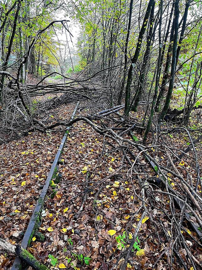 Die Gleise der Wehratalbahn führen heute teilweise durch dichtes Dickicht.