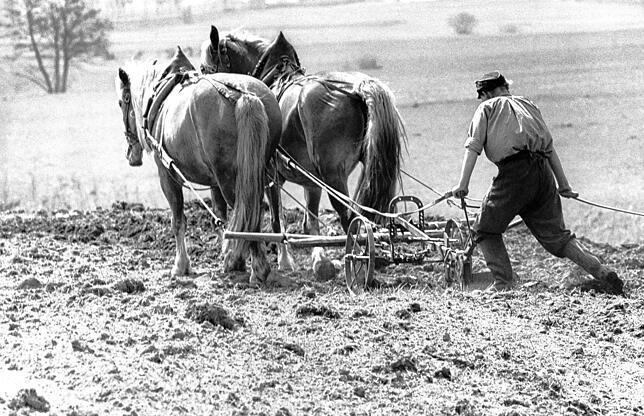 Ein Landwirt hat in den 50er-Jahren zwei Pferde vor seinen Pflug gespannt. Viele Bauern konnten sich erst gegen Ende des Jahrzehnts ...