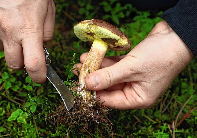 Ein Maronen Röhrling wird in einem Wald geschnitten.
