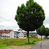 Hier sollen in der Albert-Schweitzer-Straße auf der freien Fläche links im Bild sollen vier neue Mehrfamilienhäuser entstehen.