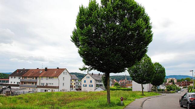 Hier sollen in der Albert-Schweitzer-Straße auf der freien Fläche links im Bild sollen vier neue Mehrfamilienhäuser entstehen.