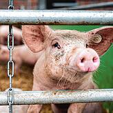Auf einem Bio-Hof guckt ein Schwein im Stall zwischen zwei Stangen hindurch. +++ dpa-Bildfunk +++