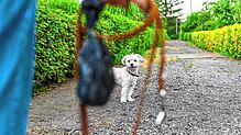 Ein Mann soll auf der Rasenfläche hinter den Anwesen Maurice-Sadorge-Straße 2 und 4 einen Hund mehrfach geschlagen haben. Nun sucht die ...