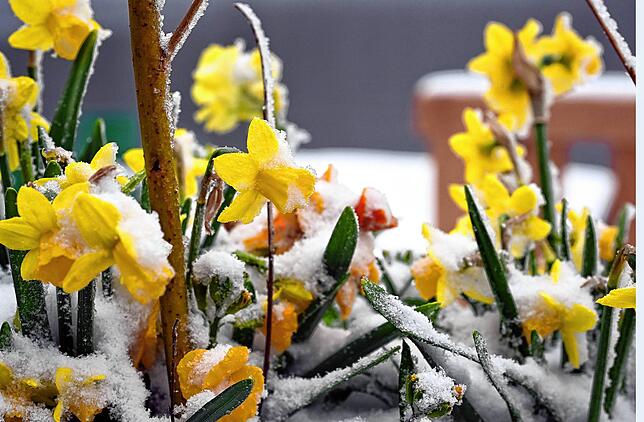 Schneebedeckte Osterglocken: Neuschnee fällt im Frühling wie hier am 16. April am Mummelsee im Schwarzwald.
