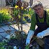 Gartenexperte Edgar Koller aus Wutöschingen beim Schneiden einer Strauchrose.