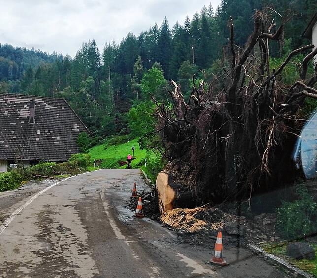 Ein kräftiger Baum ist in Wildgutach dem Sturm am 25. August zum Opfer gefallen – und hat auch noch ein kleines Stück der Fahrbahn ...