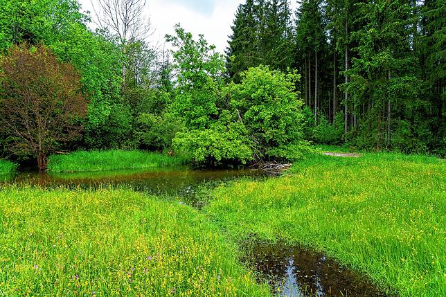 Bei der Waldbegehung mit dem Bad Dürrheimer Gemeinderat sieht man, wie der Biber das Wasser im Wittmanstal anstaut.