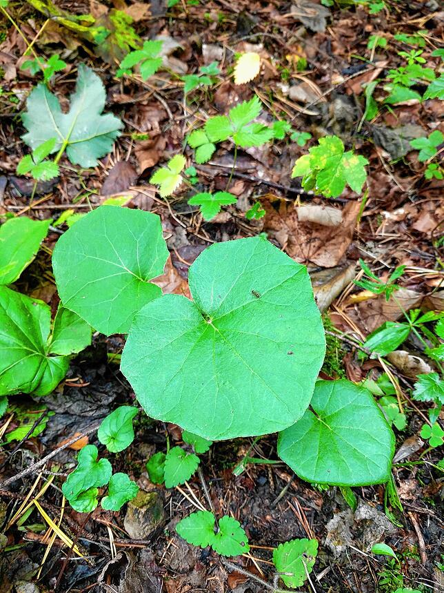 Bild 3: Tussilago fafara: Der Frühblüher Huflattich hilft bei Husten, ist aber auch giftig