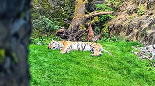 Bild : Fressen oder fasten – die Großkatzen im Züricher Zoo müssen nun selbst jagen