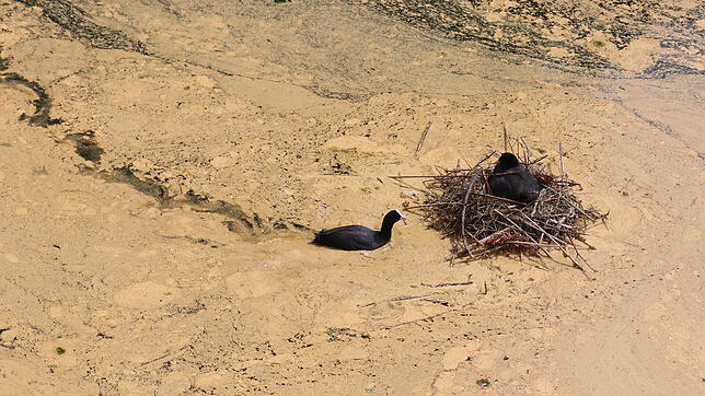 Die Pollen haben sich an der Wasseroberfläche gesammelt und umschließen das Nest. Die Tiere stört das  nicht.