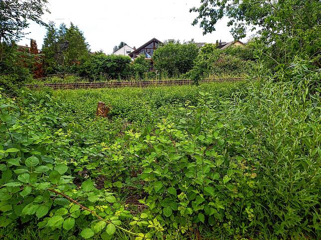 Schon im Juni, nur wenige Monate nach dem Kahlschlag, waren zumindest ein paar Pflanzen wieder nachgewachsen.