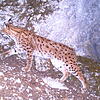 Luchs Lias wurde schon öfter von Wildtierkameras erfasst, wie hier im vergangenen November. Seit Februar trägt er ein GPS-Halsband.