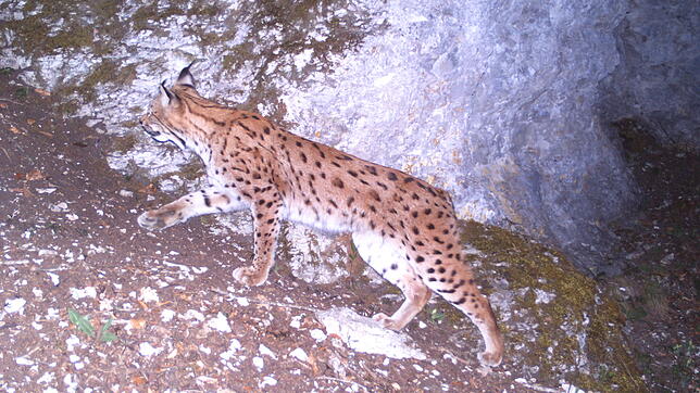 Luchs Lias wurde schon öfter von Wildtierkameras erfasst, wie hier im vergangenen November. Seit Februar trägt er ein GPS-Halsband.