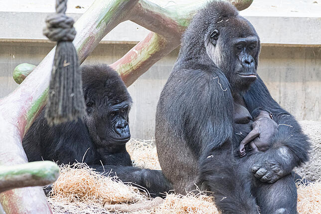 Bild 2: Nachwuchs im Zoo: So liebevoll kümmert sich Gorilla-Mama Faddama um ihr Baby