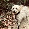 Hundehalter müssen in Mühlhausen-Ehingen bald tiefer in die Tasche greifen: Die Hundesteuer steigt zum Jahreswechsel.
