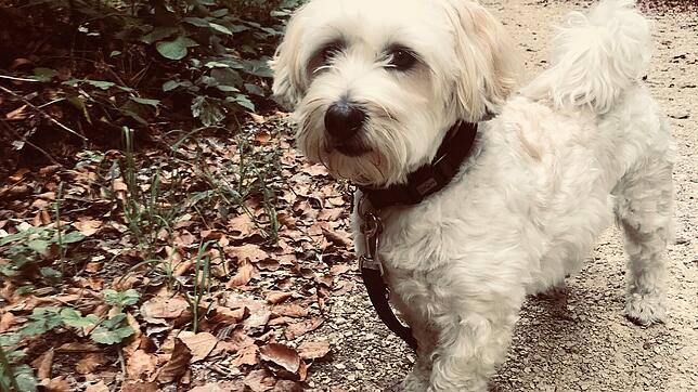 Hundehalter müssen in Mühlhausen-Ehingen bald tiefer in die Tasche greifen: Die Hundesteuer steigt zum Jahreswechsel.