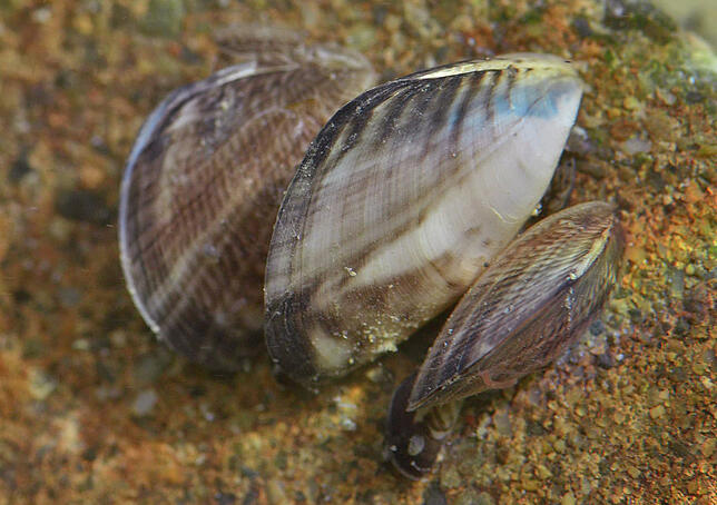 Inzwischen überall zu finden im Bodensee: die Quagga-Muschel. Den Wasserbetrieben macht sie Probleme.