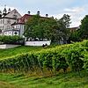 Auf dem Schloss Kirchberg in Immenstaad am Bodensee wurden die ersten Müller-Thurgau Reben in Deutschland heimlich angepflanzt.