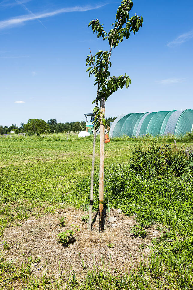Rund um den Obstbaum wird Gemüse gepflanzt.