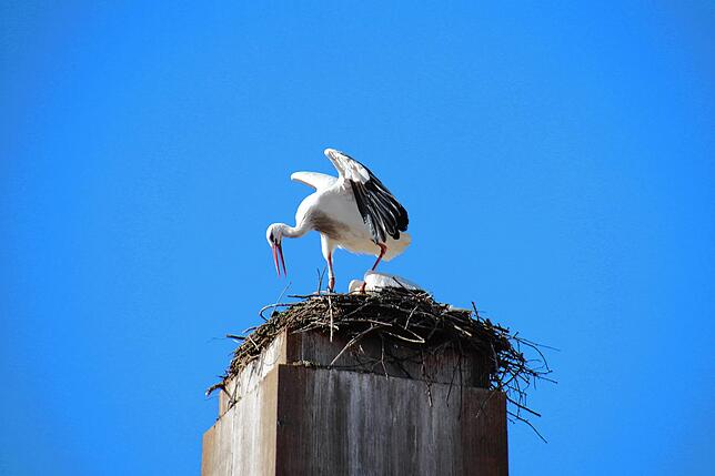 Bild 2: Traute Zweisamkeit: Die Störche Hans und Nelli II sind wieder in ihr Nest in der Oberstadt zurückgekehrt