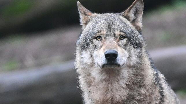 Der Wolfsrüde GW4389m bei Donaueschingen ist sesshaft. (Symbolbild)