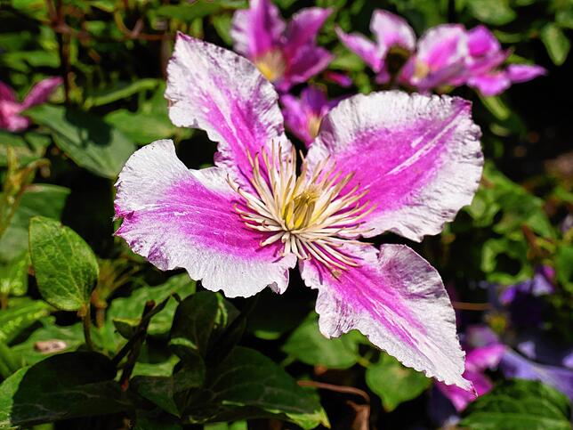 Impressionen von der Gartenlust-Ausstellung im Park von Schloss Schönau