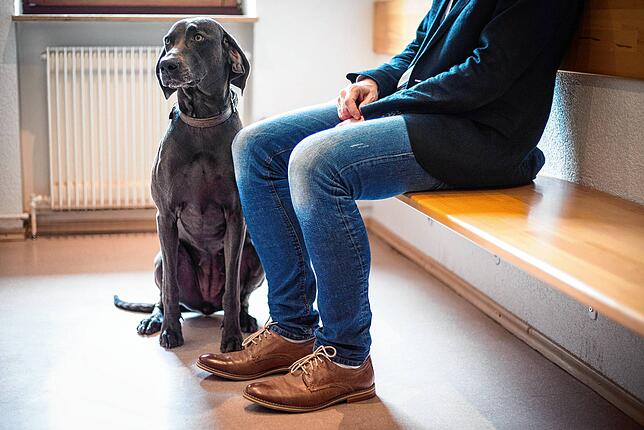 Für Hunde ist Corona wie für andere Haustiere auch wohl keine Gefahr.